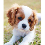pinklovergirl551's puppy squad