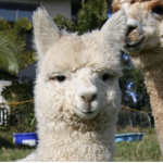 Llama Love <3