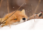 revenge of the foxes