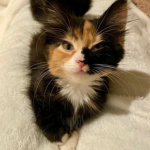 meowkitten01