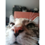 Hobbylosigkeit