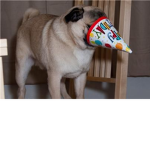Pug stuck in a hat