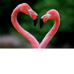 Flamingos United Group