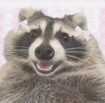 raccoonini