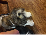 super DOG