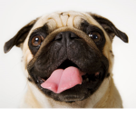 PugsKingdomOfTrust