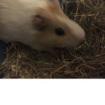 Bella 091