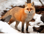 Le a normal epic foxes