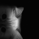 The gumball fan