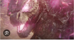 Godzilla xkong