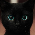 Black Cats of Roblox