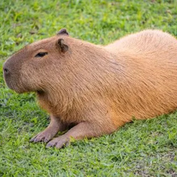 Capybara's game