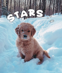 —> s t a r s !