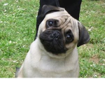pug madness' group