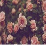 Pink Flower Squad.