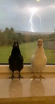 Hero bros