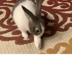 Lillian the bunny fan club