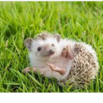 Hedgehogs and chickens forever!