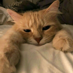 serialkilld
