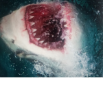 Sharks rule the ocean