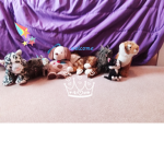 The cat and dog camp