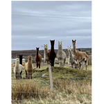 Eilidhs group