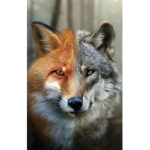 -BEYOND THE GRAVE- *Wolves*