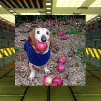 🚪 Sopravvivi a DOG con APPLE nell'Area 51🔦