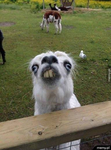 LAMA MAFIA!