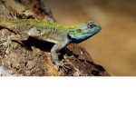 Ulimate Lizards!