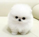 Doggy squadX