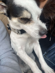 Janethlovesdogs