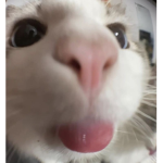PennyPreps