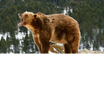 The TRUE Bear Group