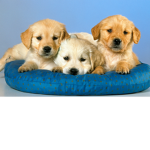dogo fun club
