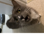 caca chowder