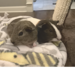 The guinea pig squad my squad