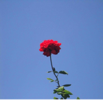 myseIf