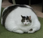 Only Fat Cats