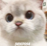 k/jskittens