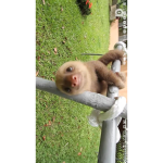 Pokes sloth club