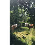 Strawberry Grove