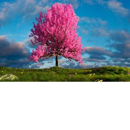 Da tree