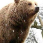 The Bear Life