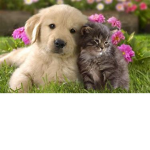#The Animal Club!