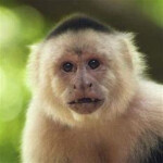 monkey