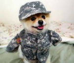 army of dogs vill