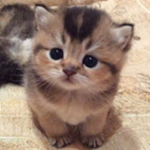IsaiahCuteHappyKitty
