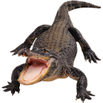 The Church of Gators