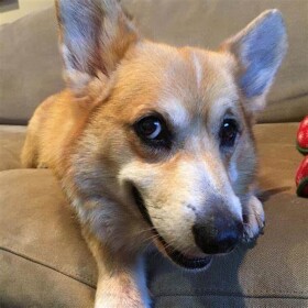 Corgi Map Beta